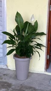 Φωτογραφία από το άλμπουμ του Cantinho GL σε Beberibe