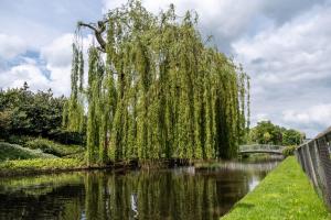 a weeping willow tree over a river with a bridge at Madison 2 Bedroom, 2 Bath Apartment in Hemel Hempstead