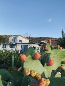 a cactus with fruits on it in front of a house at Komos view in Pitsidia