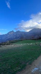 Fotografie z fotogalerie ubytování Lulebore Guesthouse v destinaci Lekbibaj