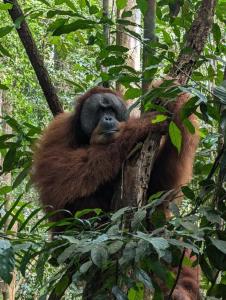 a monkey is sitting in a tree at Pongo Guest House & only jungle trekking whit us in Bukit Lawang +54 photos