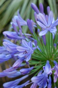 a bunch of purple flowers with a beetle on them at Hotel Villa Adriana in Monterosso al Mare