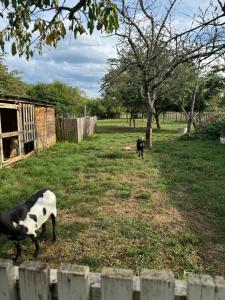 two dogs walking in a field behind a fence at Chez Nath in Munchhouse