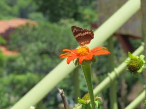 a butterfly sitting on top of a flower at Rose House Manuel Antonio in Quepos