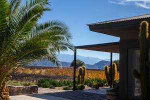 a house with a view of a field of cactus at Chañarmuyo Casa de Huéspedes in Chañarmuyo
