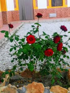 eine Gruppe roter Rosen in einem Steingarten in der Unterkunft Casa Cueva Maite in Cortes de Baza + 18 Fotos