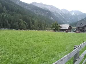 a field of green grass with horses in the mountains at WG Appartment in Kleinarl