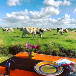 a group of cows grazing in a field with a table at Boerencamping Swarthoeve in Wormer