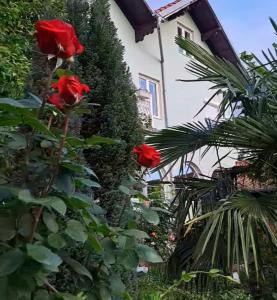 Galeriebild der Unterkunft Smestaj Novakovic ,Zdrelo in Ždrelo