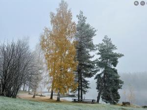 a group of trees with a bench in a park at TAHKOn Riihiranta - 4 bedroom villa by the lake - Tasokas tilava rantamökki in Tahkovuori +63 photos