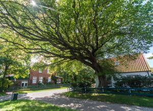 a large tree in front of a house at Arche Svea Kiebitz in Spiekeroog