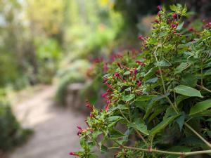 a bush with pink flowers in a garden at Apartment Sea Garden in Ičići