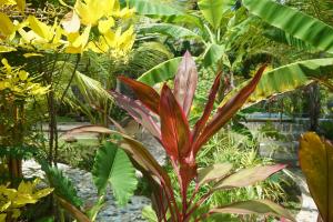 a plant with a pink flower in a garden at Red Coconut Villa in Bentota