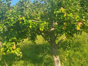 an apple tree in the middle of a field at Dobrena in Zgornje Dobrenje