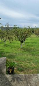 a green field with trees and a potted plant at Milan Apartman in Podgorica +3 photos