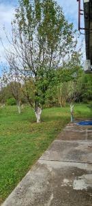 a tree in the middle of a grassy field at Milan Apartman in Podgorica