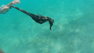 Επισκέπτες που μένουν στο Bale Hendi