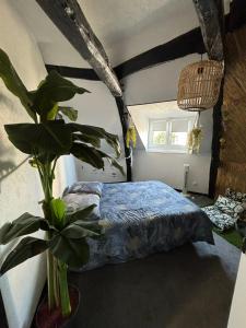 a bedroom with a bed and a potted plant at Jungle Cosy in Louviers