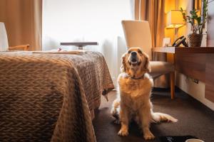 Domácí mazlíčci ubytovaní s hosty v ubytování PREMIUM Business Hotel Bratislava