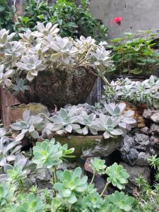 a garden with white flowers and green plants at In House in Tbilisi City