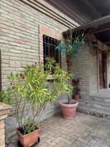 een groep potplanten buiten een gebouw bij Julies Villas in Štúrovo