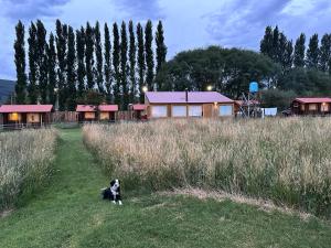 a dog sitting in the grass in front of a house at TRAVELLERS Camping & Dorms in San Martín de los Andes +3 photos