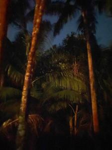 YtayaFirefly Treehouse Cafe and Bar的相册照片