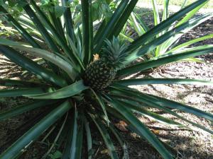 a pineapple growing on top of a plant at Villa Pura Vida in Sándalo +4 photos