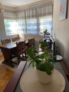 un salon avec une table et une plante en pot dans l'établissement Apartman NANA, à Ćuprija