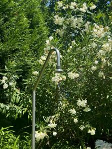 a street light in front of a bush with white flowers at Quinta da Ponte in Resende