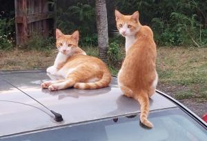 two cats sitting on the hood of a car at La Jéméli in Grand-Bourg