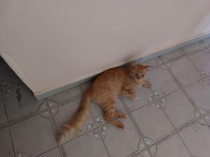 an orange cat laying on the floor under a counter at La Jéméli in Grand-Bourg