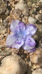 a purple flower sitting on some rocks at Gente di mare in Novi Vinodolski