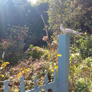 Giardino di Beautiful Tiny House