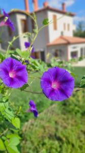 Vonkajšia záhrada v ubytovaní Anastasia's Suites Arcadia