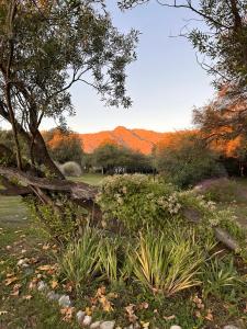 un jardin avec un arbre et quelques plantes dans l'établissement Pueblo Santo, Cabañas & Suites, à San Javier