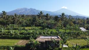 a farm with palm trees and a mountain in the background at Opik Homestay Tete Batu in Tetebatu