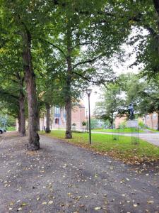 a group of trees in a park with leaves on the ground at Kaunis kaupunkiasunto, täydellinen sijainti! in Lahti
