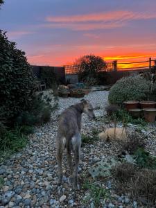 a baby animal standing on a rocky ground with the sunset at Pluto House in Kent
