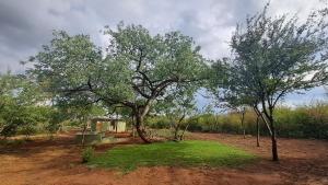 Zahrada ubytování ZuriCamp - Campsite Safiri