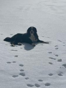 a dog laying in the snow next to footprints at Ferienwohnung Bernhardiner in Nauders