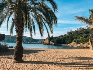 a palm tree on a sandy beach next to the water at La Terrasse de l'Esterel in Mandelieu-La Napoule