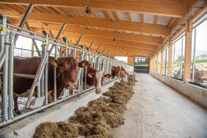 Tiere in diesem Bauernhof oder in der Nähe