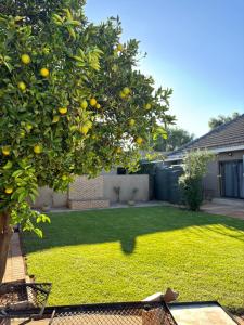 an orange tree in a yard with a lawn at Carstens Garden Cottages in Kimberley