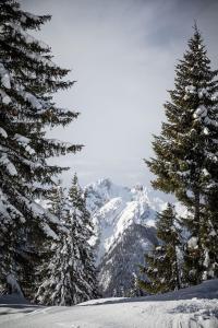 un groupe d'arbres sur une montagne enneigée dans l'établissement Zederberg Appartements, à Sankt Johann im Pongau