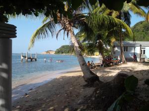 a palm tree on a beach with people in the water at Calibishie Sandbar in Calibishie