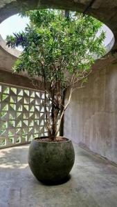 Сад в Loft Luna Blumenau