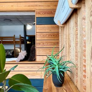 ロストックにあるSURFKAJÜTE - Ferienwohnung in Warnemündeの鏡台の横に座る鉢植え +49枚の写真