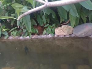 a bird standing in the water next to a tree at Champa House in Vang Vieng