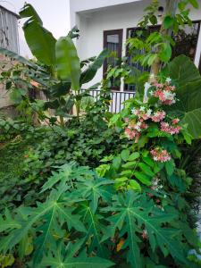 a garden with green plants and pink flowers at Champa House in Vang Vieng